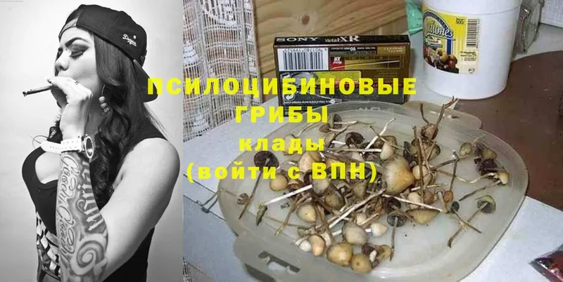 продажа наркотиков  Карталы  Галлюциногенные грибы Psilocybe 